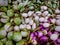 Background of Pile of Various Kinds of Green, White and Purple Eggplants