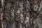 Background of pine bark of coniferous tree with moss and lichen, wood texture of large pine tree trunk, close up