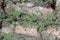 Background of pine bark of coniferous tree with moss and lichen, wood texture of large pine tree trunk, close up