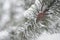 Background with pine branch and pine cone, defocus lights and snow. Happy new year card