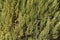 Background of pine branches. Coniferous green texture