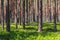 Background pine forest with green lush blueberry grass. Focus in foreground, blurred background