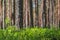 Background pine forest with green lush blueberry grass. Focus in foreground, blurred background