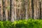 Background pine forest with green lush blueberry grass. Focus in foreground, blurred background