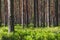 Background pine forest with green lush blueberry grass. Focus in foreground, blurred background