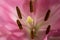 Background of ping flower of beautiful pink Lilium, detail.