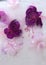 Background of pink  balsamine and purple fuchsia  flower   frozen in ice