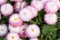 Background of pink bellis