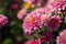 Background of pink chrysanthemums with a copy of the space. Beautiful bright chrysanthemums bloom in the garden