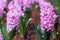 Background pink flowers hyacinths.