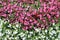 Background of pink flowers tuberous begonias