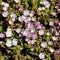 Background of Pink Iceplant Flowers