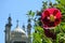 A background with pink mallow flower and blurred Royal Brighton pavilion at summer day, East Sussex, England