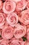 Background of pink and peach roses. Fresh pink roses. A huge bouquet of flowers. The best gift for women. vertical photo