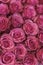 Background of pink and peach roses. Fresh pink roses. A huge bouquet of flowers. The best gift for women. vertical photo
