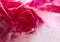 Background of  pink peony  flower    in ice   cube with air bubbles