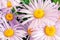 Background of Pink, purple Chrysanthemum daisy with yellow harts