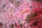 Background - pink rock surface