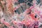 Background - pink rock surface