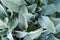Background from a plant Stachys byzantina woolly betony, lamb s ear Green leaf texture.