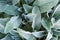 Background from a plant Stachys byzantina or woolly betony, lamb's ear. Green leaf texture.