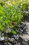 Background of plantation of maturing red bell pepper ripening in summer Sunny day