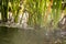 Background of plants on the surface of the water of the swamp