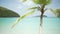 Background Plate of Large palm tree in front of a blue Caribbean ocean