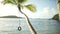 Background Plate of Long palm tree with a tire swing during the sunset