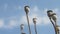 background poppy seed heads dry sticks with blue sky white cloud