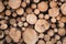 Background of pulpwood texture. Close-up.Stump. Wood circle.