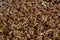 Background of purified walnut kernels. For design.