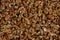 Background of purified walnut kernels. For design.