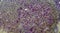 background of purple amethyst stone