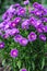Background with purple asters. Aster alpinus, perennial. Floral background. Purple flowers Michaelmas Daisy (Aster