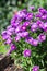 Background with purple asters. Aster alpinus, perennial. Floral background. Purple flowers Michaelmas Daisy (Aster