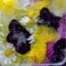 Background of purple   petunia, camomile,  pink and yellow   flower   frozen in ice