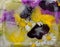 Background of purple   petunia, camomile,  pink and yellow   flower   frozen in ice