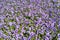 Background of purple petunias