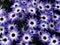 Background of purple And White Cineraria