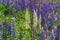 Background of purple and white lupines.