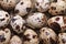 Background quail eggs in hay closeup. macro.