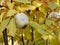 Background quince with leaves, with close-up