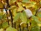 Background quince with leaves, with close-up