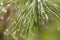 Background with a raindrop on a pine needle