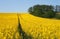 Background rapeseed field