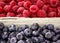 Background of raspberry and blueberry in packing containers, cardboard boxes with berries, red and blue fruit in package