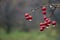 Background of red berries of hawthorn with rain drops