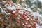 background of red berries in snow