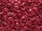 Background of red burgundy peony petals